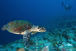 Turtle swimming by with the dive guide in the background ... by Jonathan Regan 